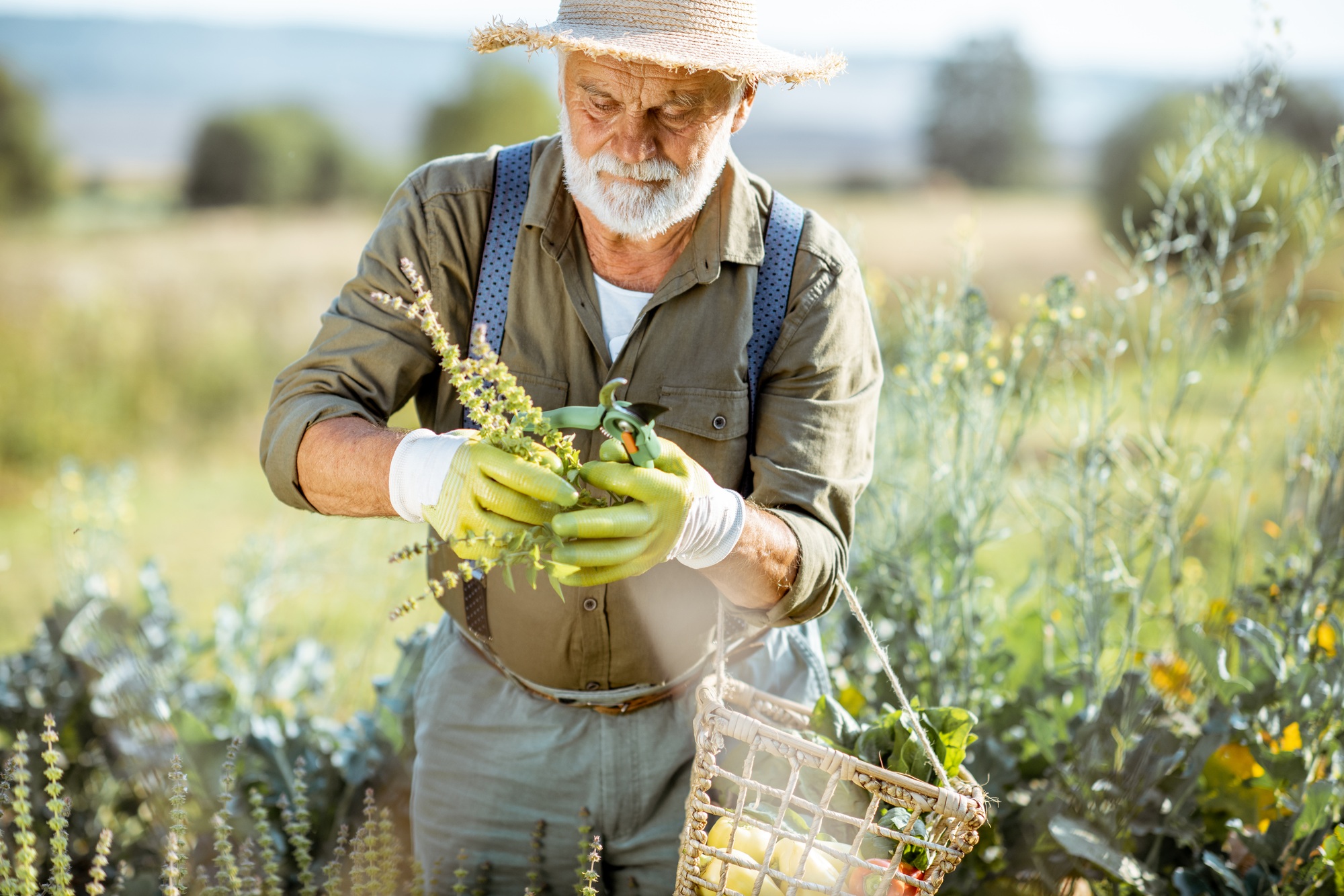 Senior man working on an organic vegetable garden